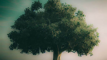 La Higuera de Mc 11.14