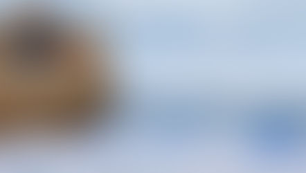 La Paloma y el Cuervo de Noé