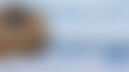 La Paloma y el Cuervo de Noé