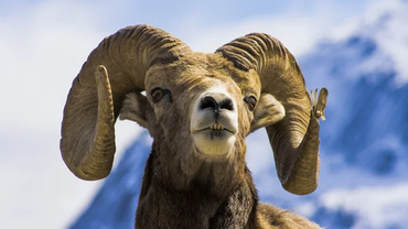 ¿Por qué un Cuerno de Carnero para Yom Teruá?