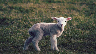 Significado de "Cordero de Dios"