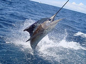 Marlin Charter sport fishing in playas del coco