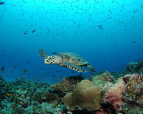 diving in playa panama costa rica