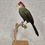 Thumbnail: Red-crested Turaco 