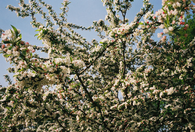 BELTANE BOSBAD MET MIREILLE 
