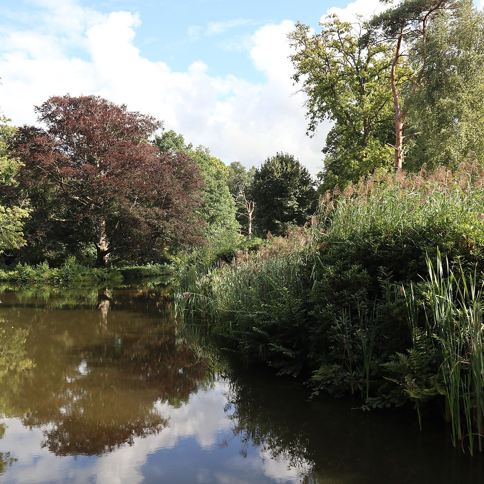 SPRING FOREST BATHING WITH RENEE