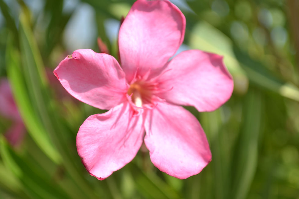 DSC_0985.JPG