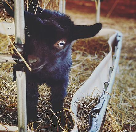Baby Goat.JPG