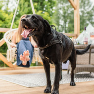 A handsome black Labrador on a deck.
