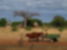 Rural Mhondoro Pictures carts.jpg