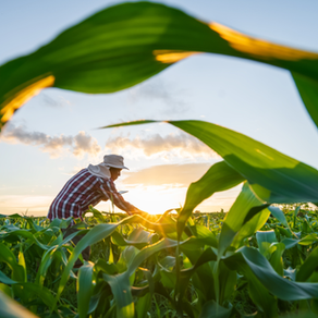 Insights from Syngenta's Latest ESG Report: A Path to Sustainable Agriculture
