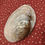 Thumbnail: Mother of pearl shell 