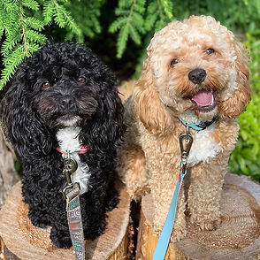 Nazzie litter.  #cavapoo #kingcharlescav