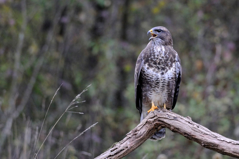 buse variable