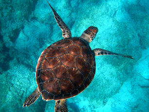 Sustainable Travel: Why It Matters and How Travel Agents Can Lead the Way