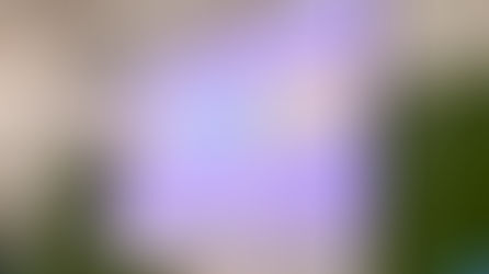 Vendredi 12 janvier 2024: réunion de tous les élèves de terminales pour présenter la procédure parcours sup