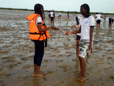 Les secondes L de Madame Ngom à la découverte d'un écosystème : la mangrove.