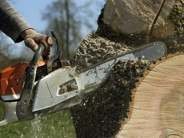 Need a Large Tree Removed in Lynnfield and Topsfield, MA? Here’s How Tree Services Near Me Can Help