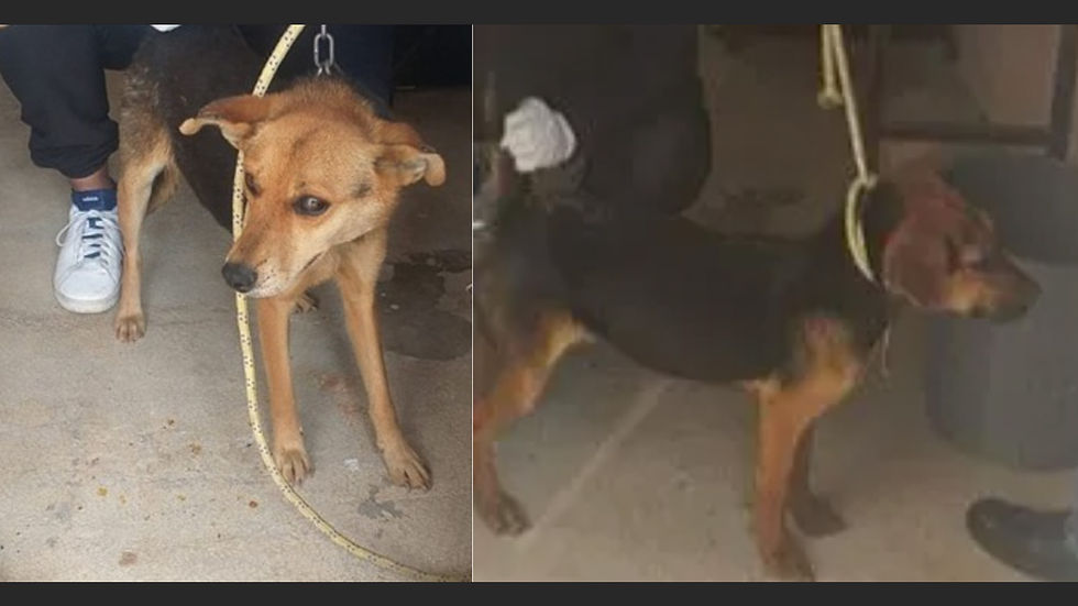 Los caninos se encontraban en un inmueble del poblado de San Mateo Atarasquillo, en el municipio de Lerma./Foto: Especial