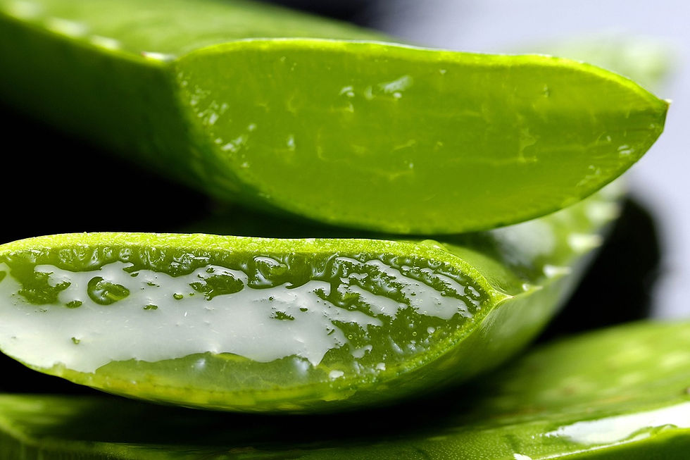 Freshly sliced aloe vera—nature’s soothing ally for gut health and gentle IBS relief.