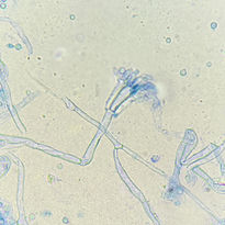 Penicillium