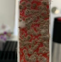 Penicillium