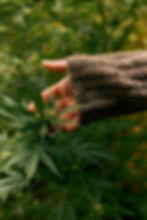 DTS_Forager__Daniel_Farò_Photos_ID11611.jpg