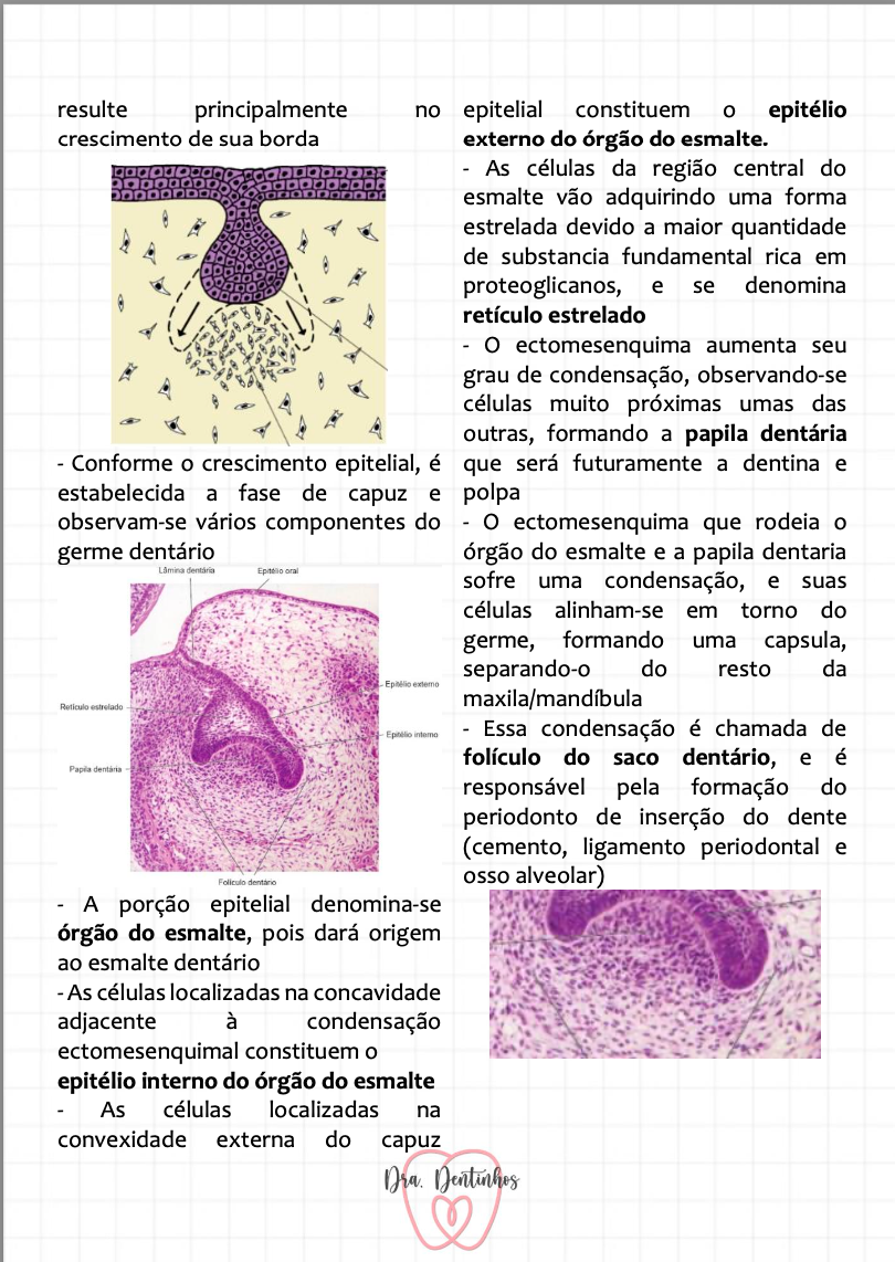 Miniatura: Embriologia