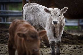 Dellison Farms beef pork hay cowichan