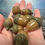 Thumbnail: Commission a set of 8 Acorn Pendants w/ your color choices!