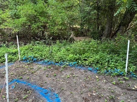 Transform Space in your Yard into a Healing Haven with a Personal Labyrinth Garden