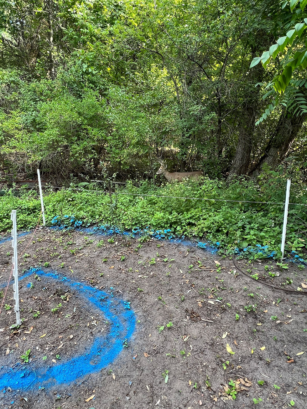 Transform Space in your Yard into a Healing Haven with a Personal Labyrinth Garden