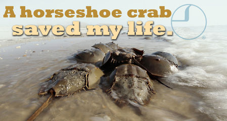 How a Horseshoe Crab Saved My Life
