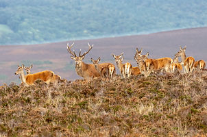 deer.jpg