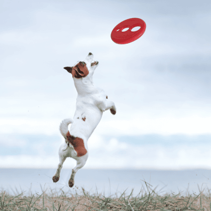 Thumbnail: ROGZ RFO Fetch Flying Toy