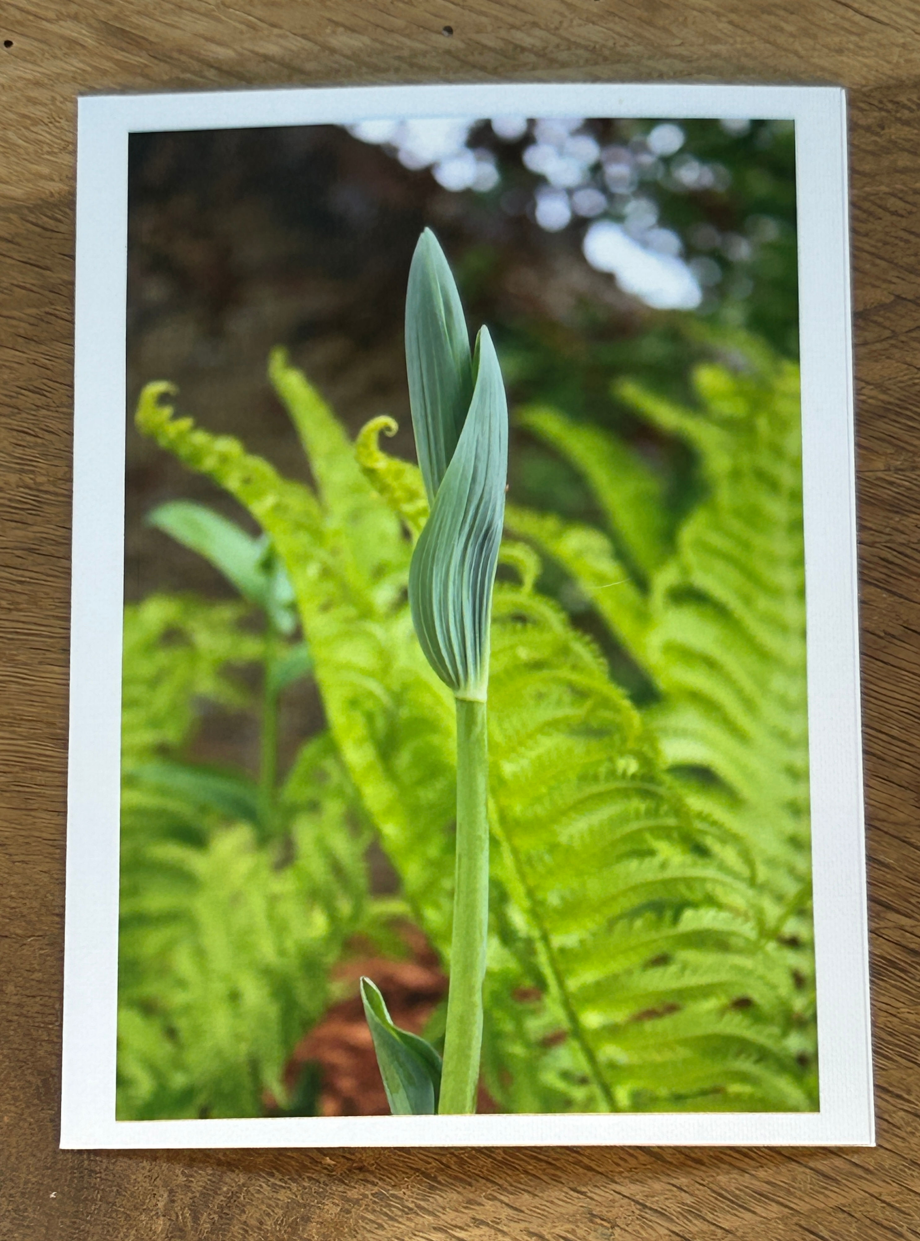 Minneapolis, Minnesota.(30)