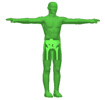 2009HumanBody001.gif