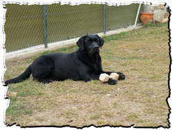 labrador retriver