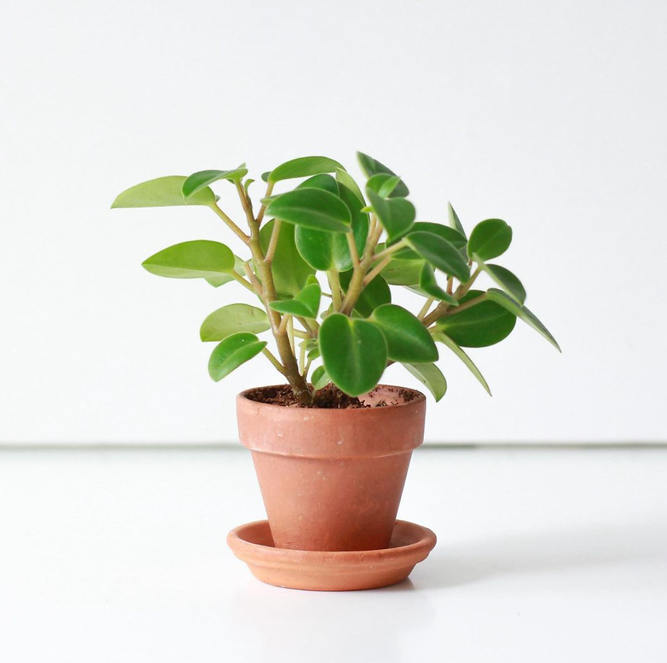 Peperomia pixie