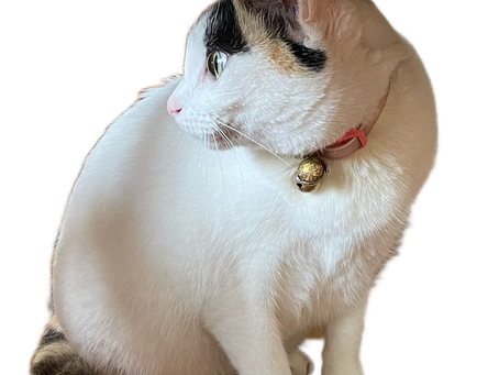 不器用と器用の間で。