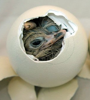 hatch3