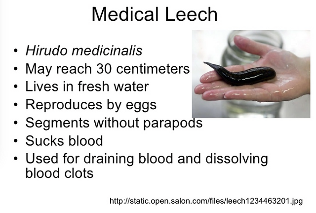 leech6