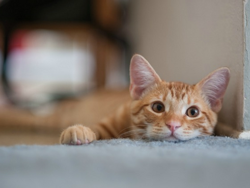 Kitty Distemper: Panleukopenia