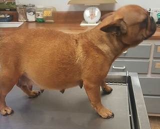 Roxie1