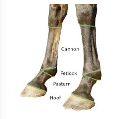 The horse runs on a modification of the 3rd digit. Each of the three finger bones, called phalanges are there, making up the hoof, fetlock, and pastern. P2 is called the intermediate phalanx, and P1 is the proximal phalanx. When we place rings on our fingers we encircle P1, the first phalanx.