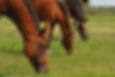 Mares grazing