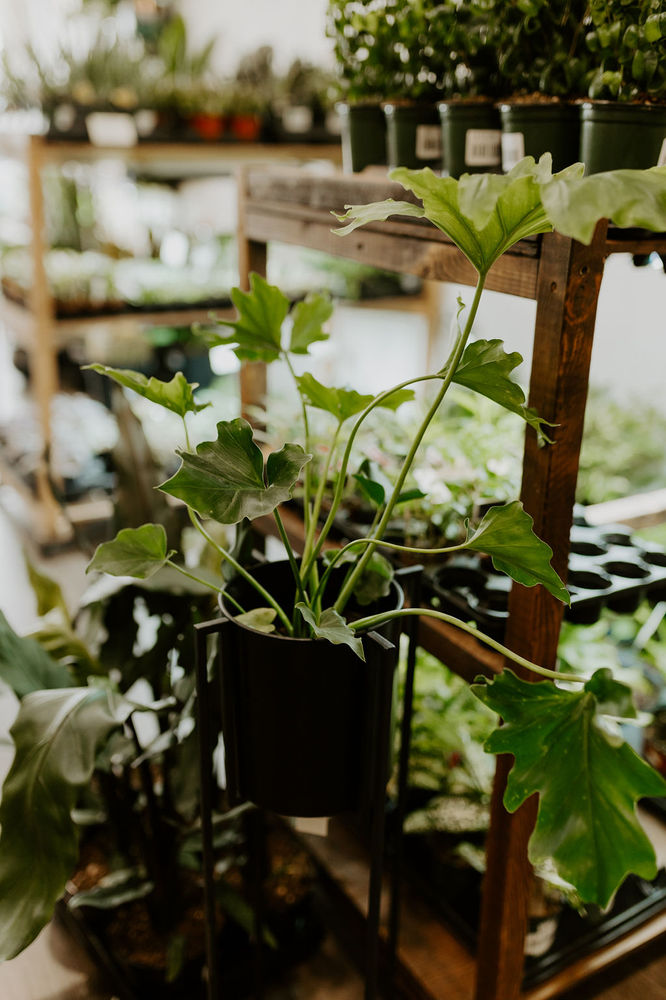 Plant Care Keeping your plants warm in Winter