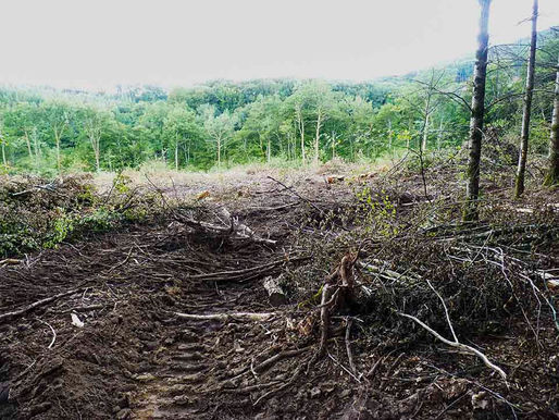 Stop aux coupes rases et préservons nos forêts!