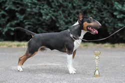 LV CH. VESTBULL CIMBRIAN MAN