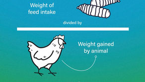 Optimizing Feed Efficiency: Why FCR Matters at Fabled Farms